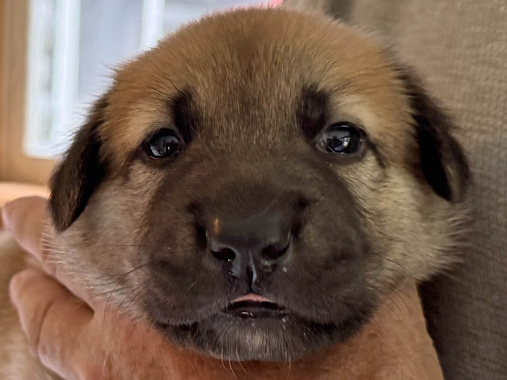 chinook puppy
